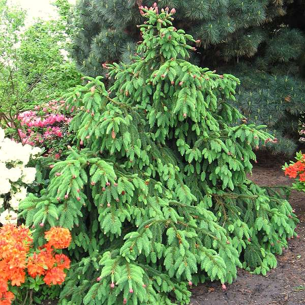 Превью изображения