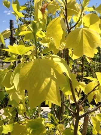 Превью изображения