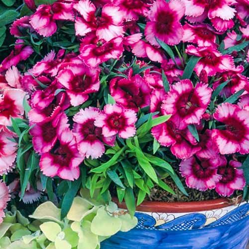 Превью изображения