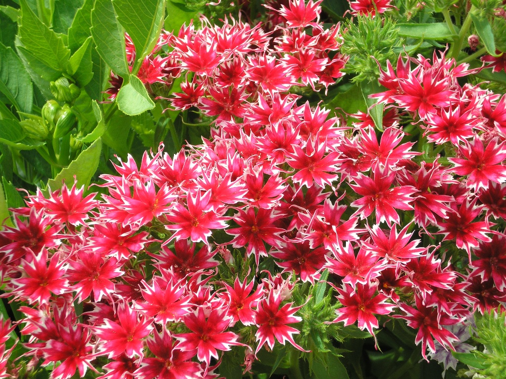 Превью изображения