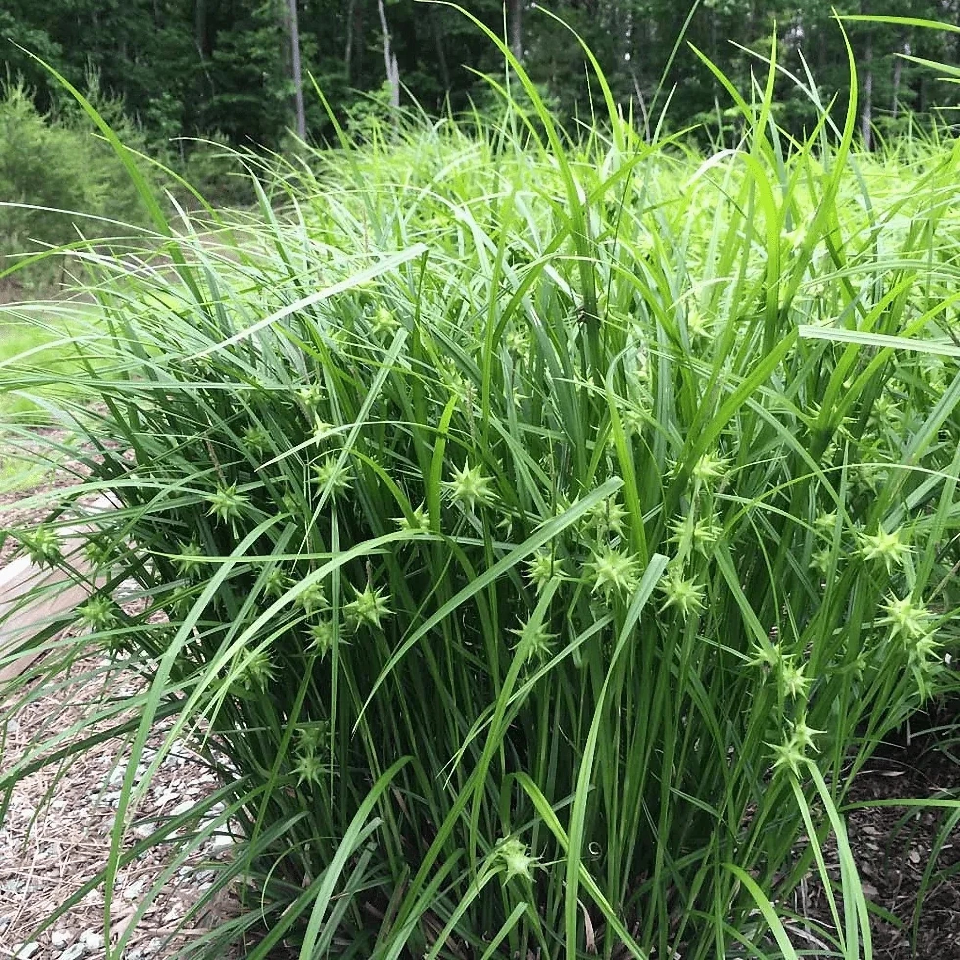 Превью изображения