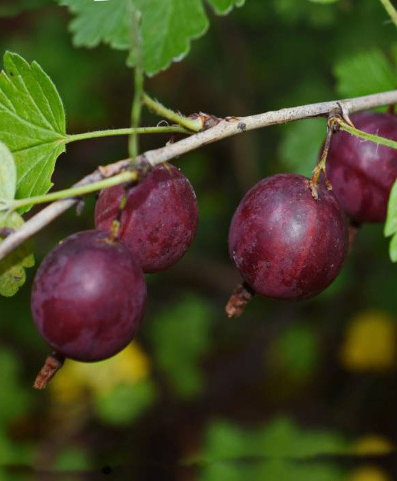 Превью изображения