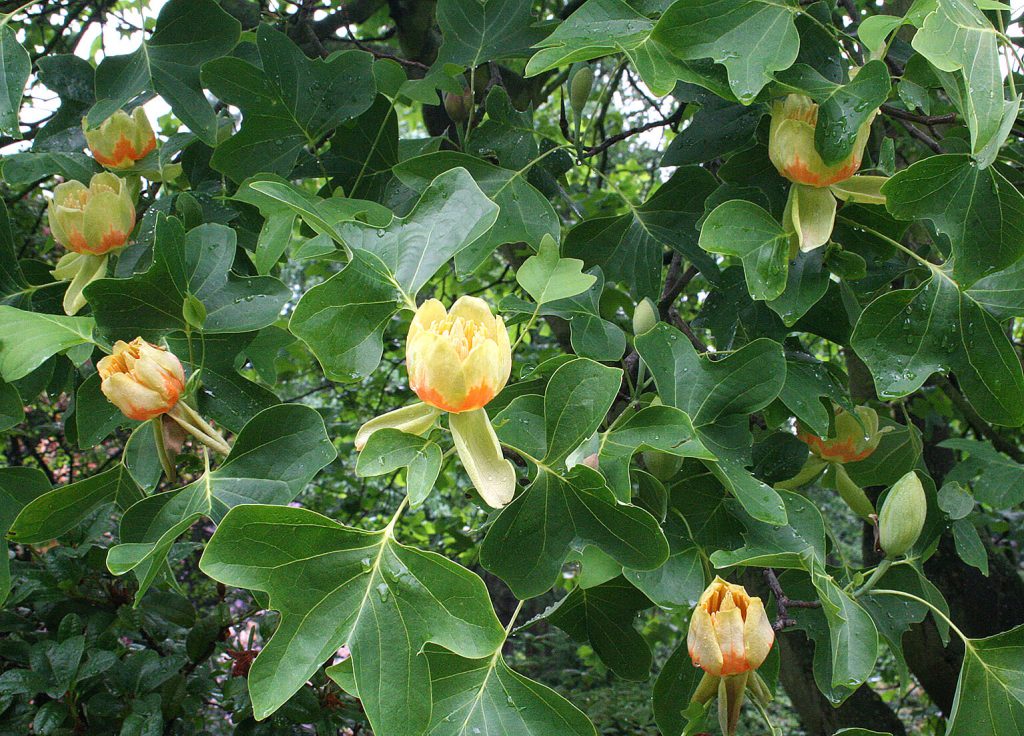 Превью изображения