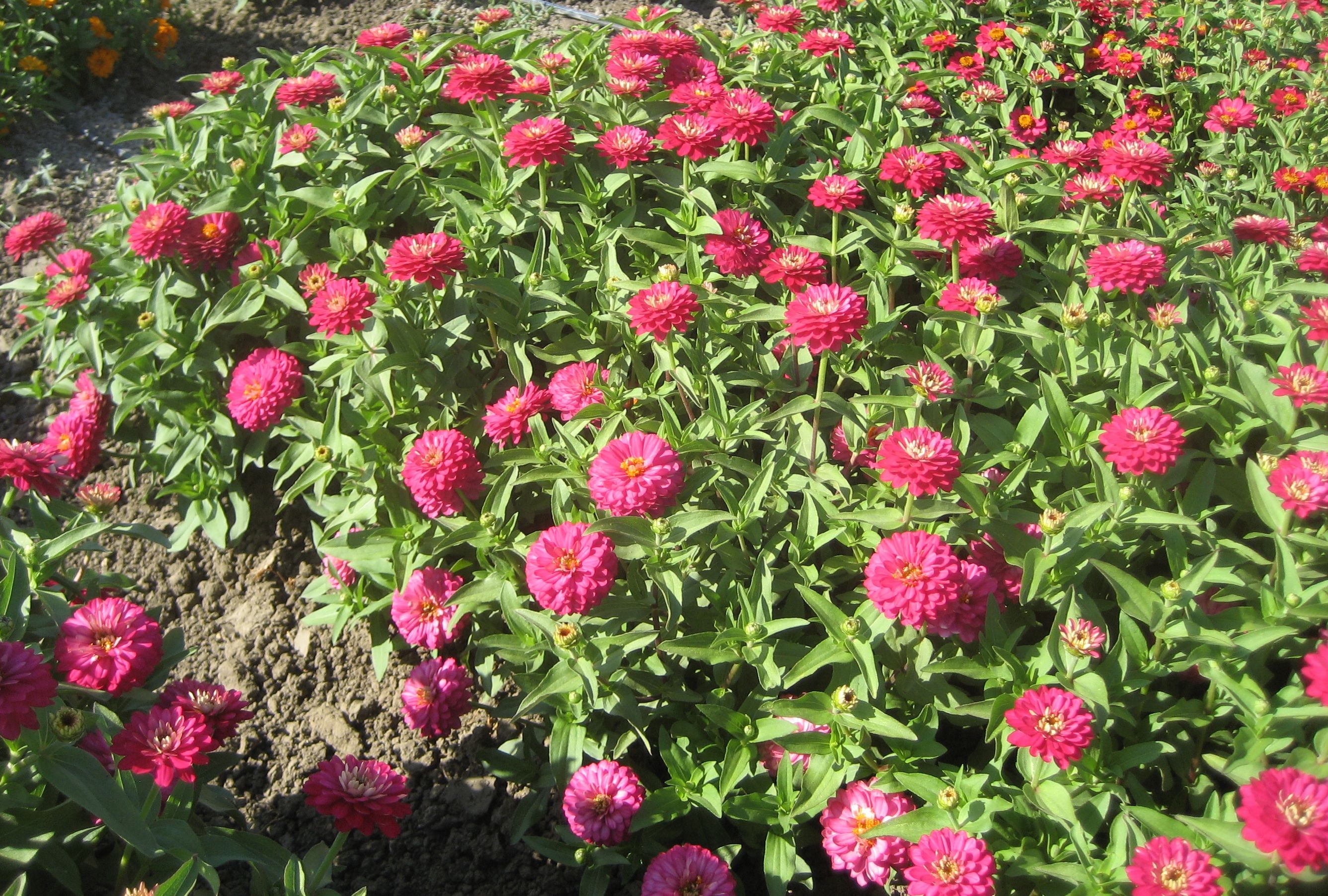 Превью изображения