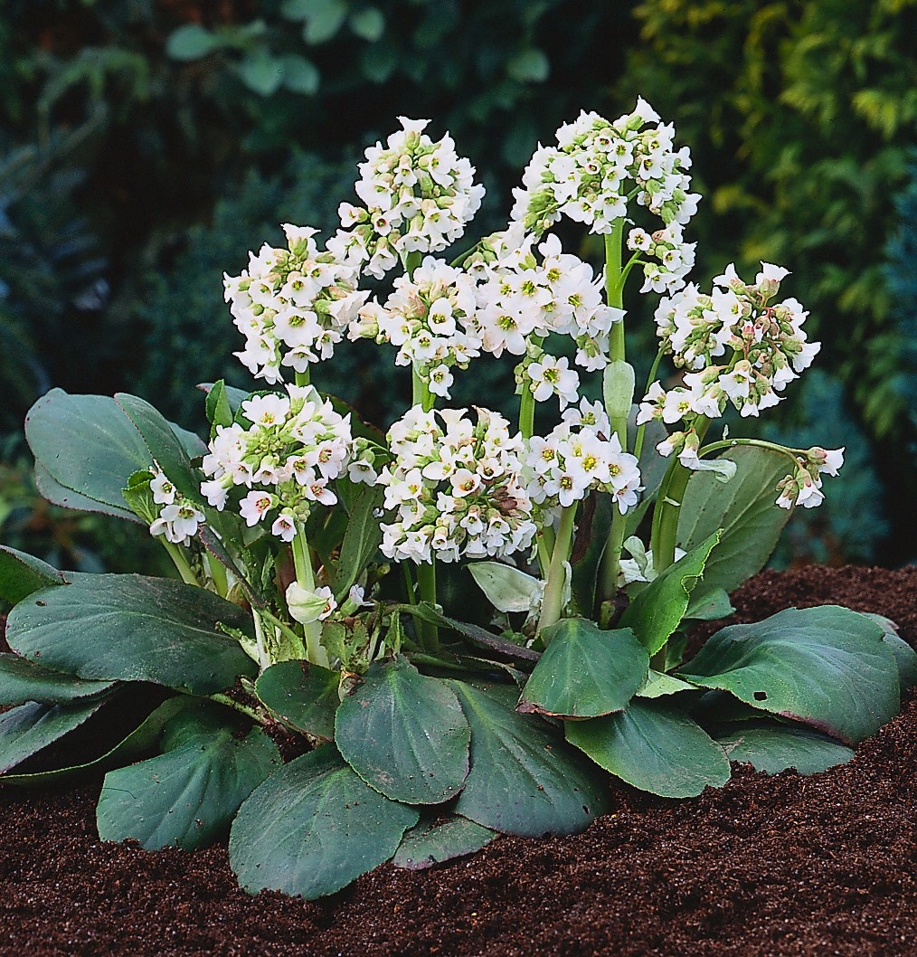 Превью изображения