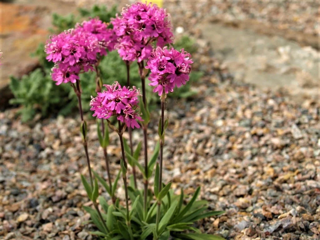 Превью изображения