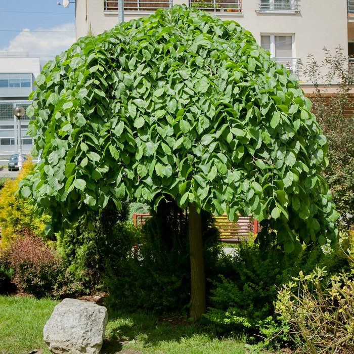 Превью изображения