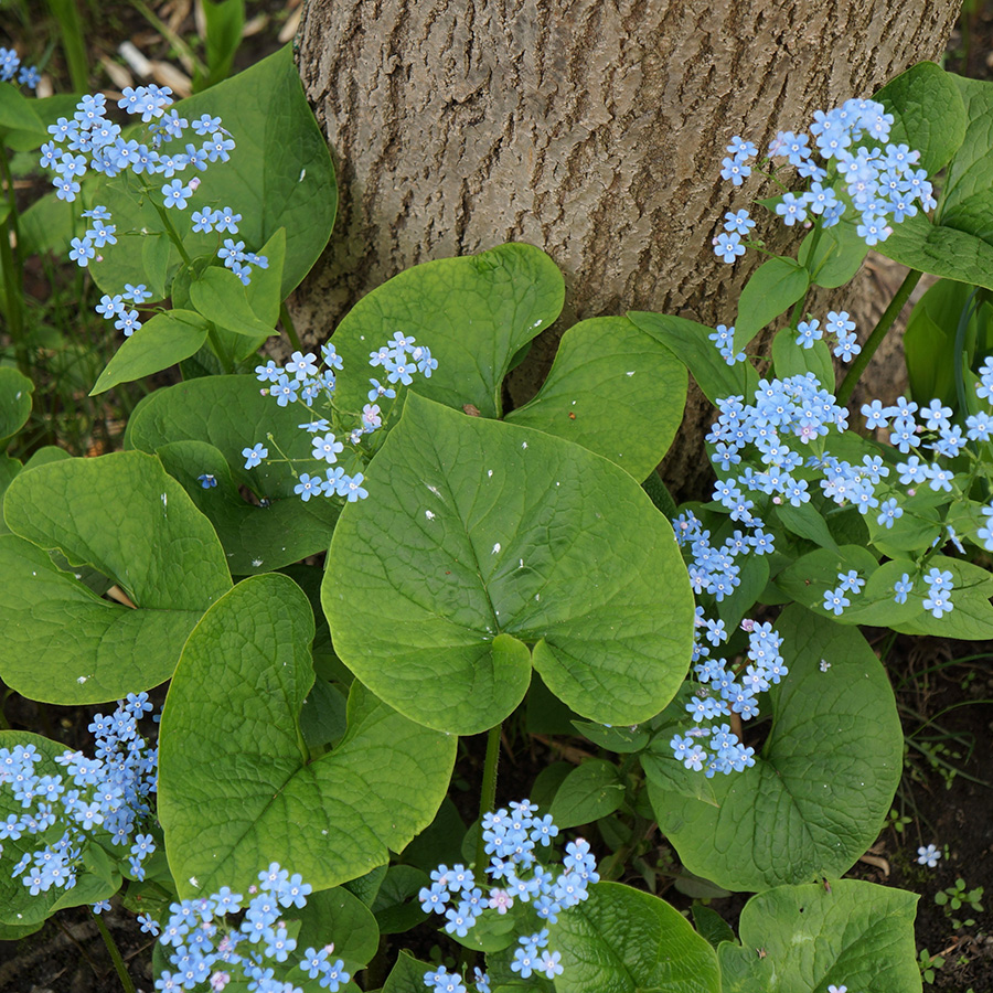 Превью изображения