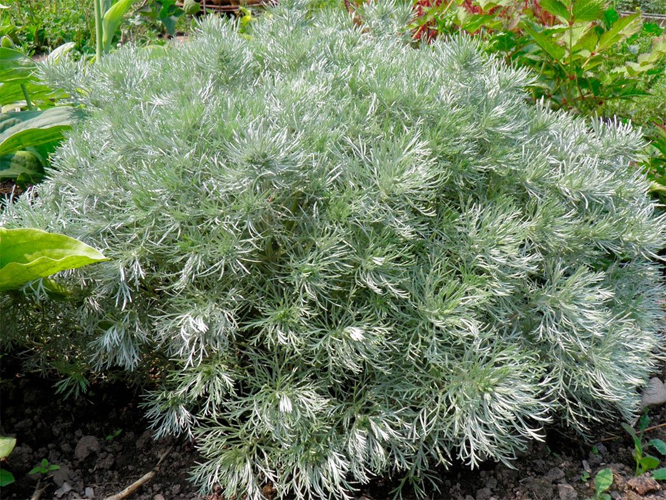 Превью изображения