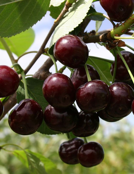 Превью изображения