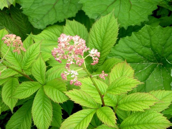 Превью изображения