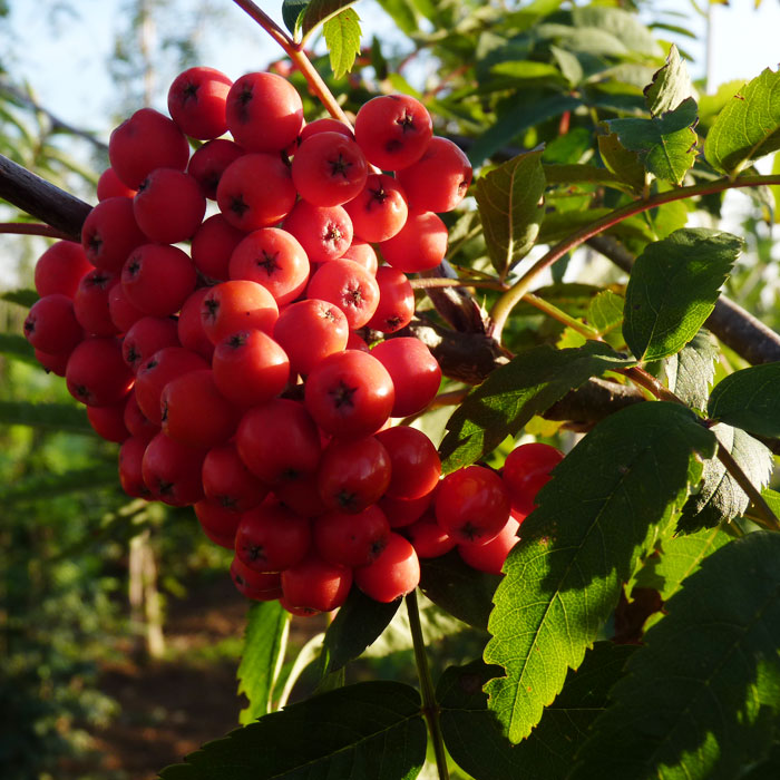 Превью изображения