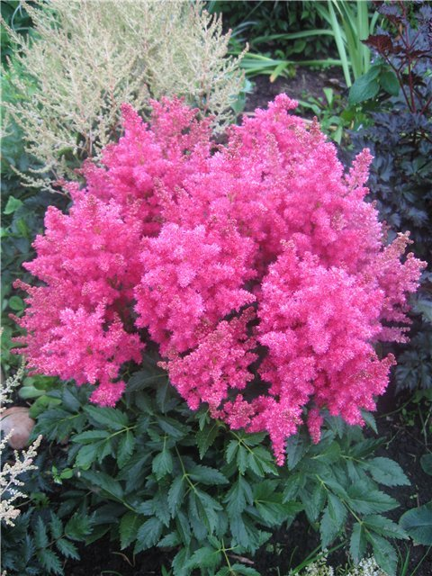 Превью изображения