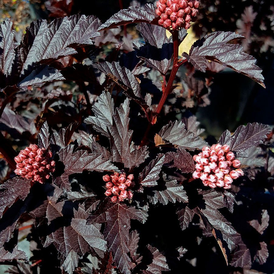 Превью изображения