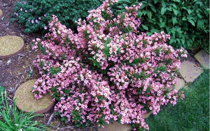 Превью изображения