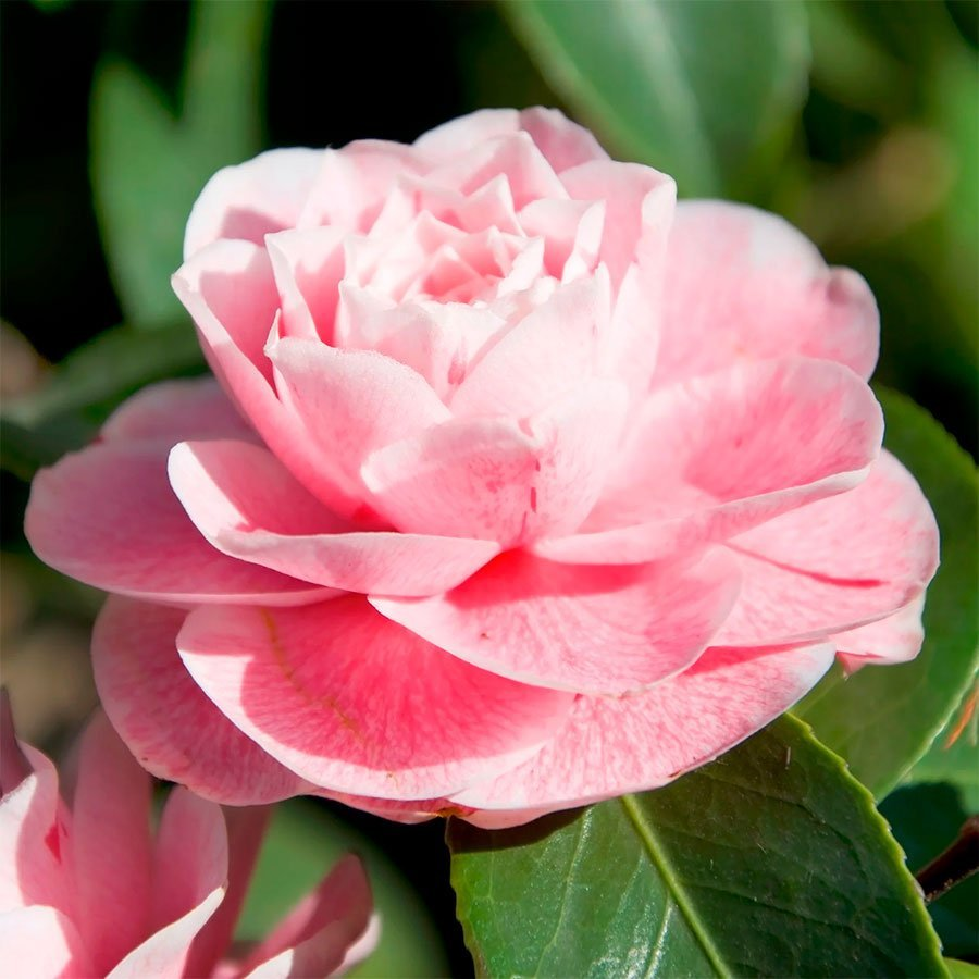 Превью изображения