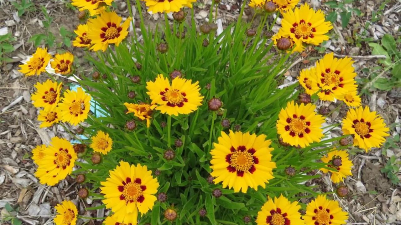 Превью изображения