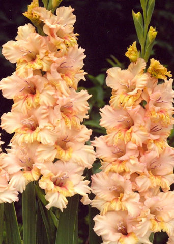 Превью изображения