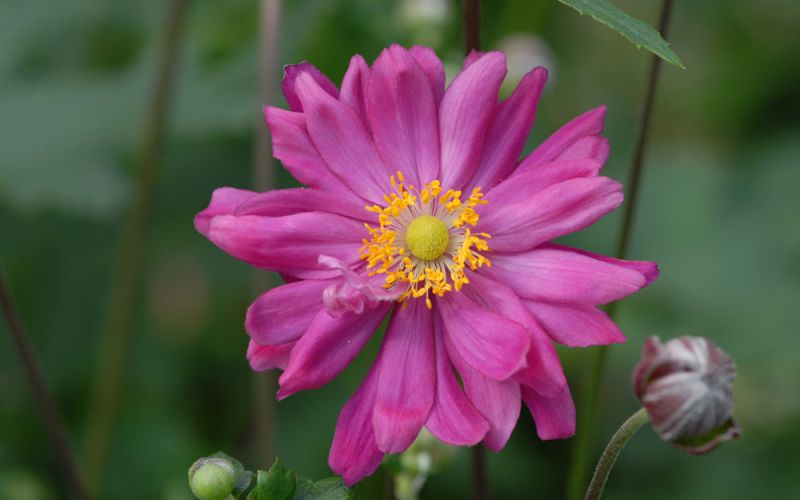 Превью изображения