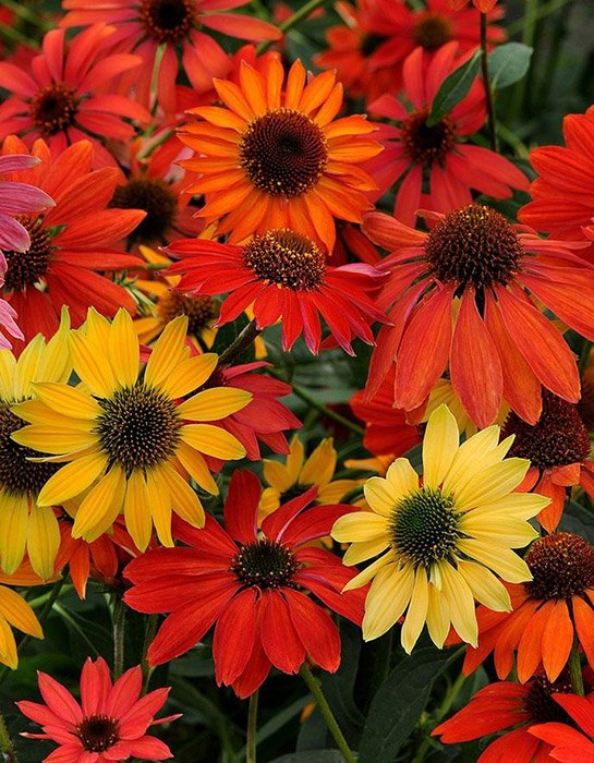 Превью изображения