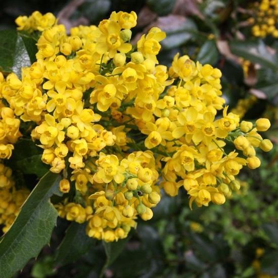 Превью изображения