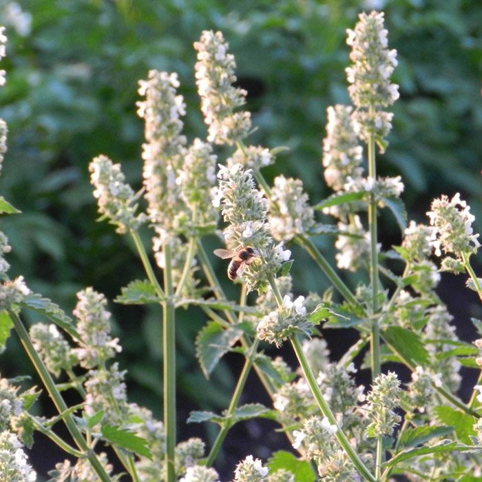 Превью изображения