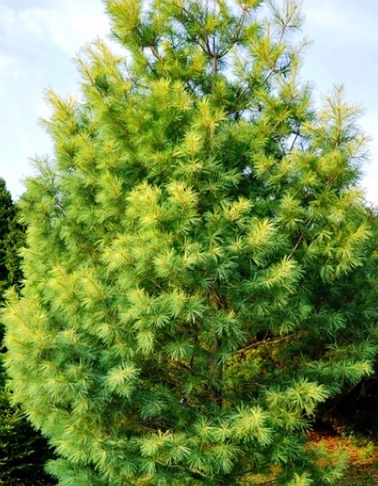 Превью изображения