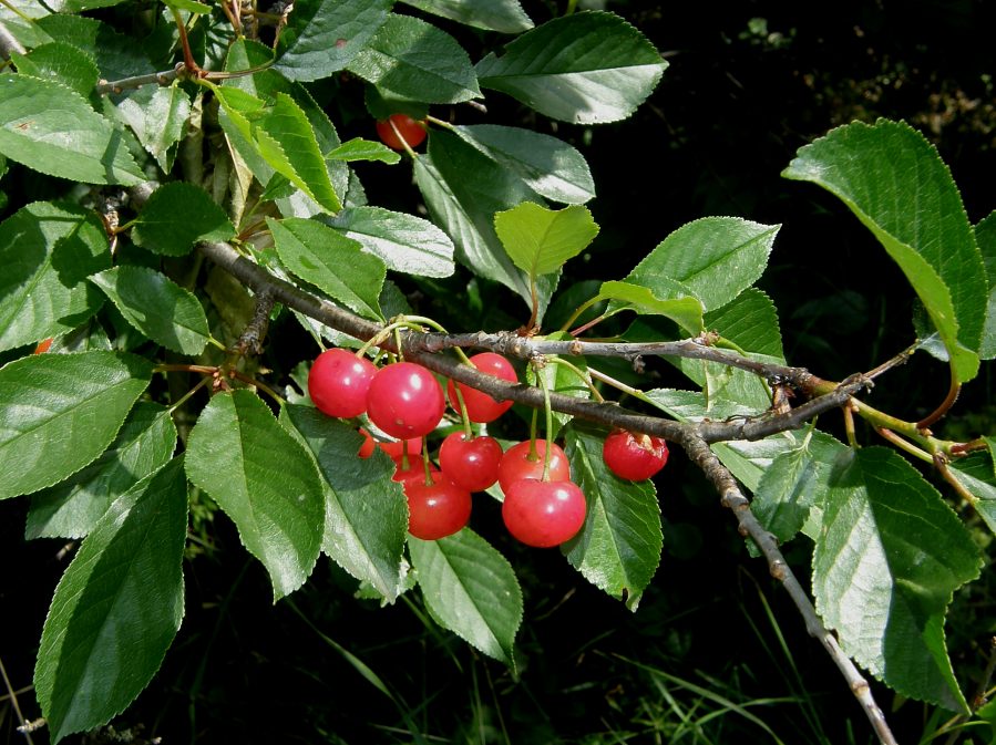 Превью изображения