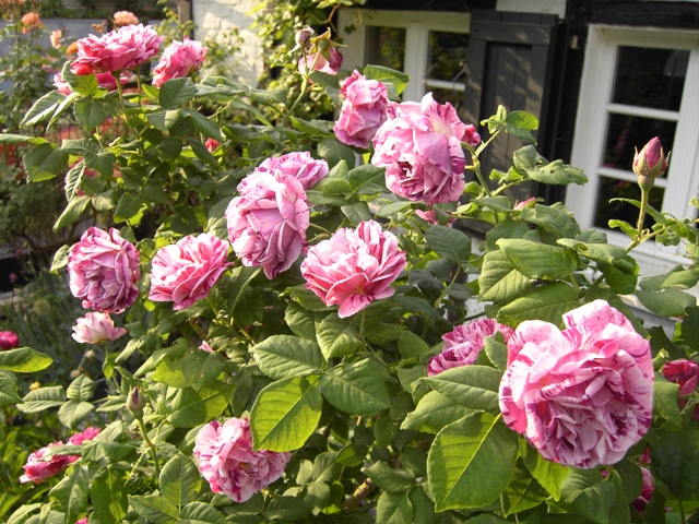 Превью изображения