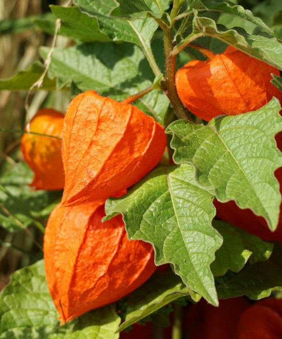 Превью изображения