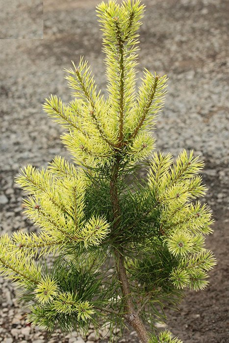 Превью изображения