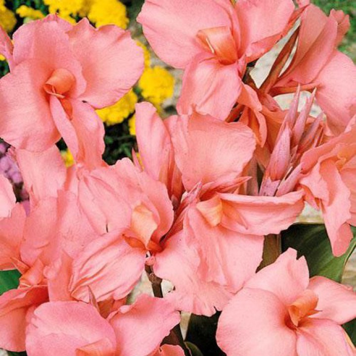 Превью изображения