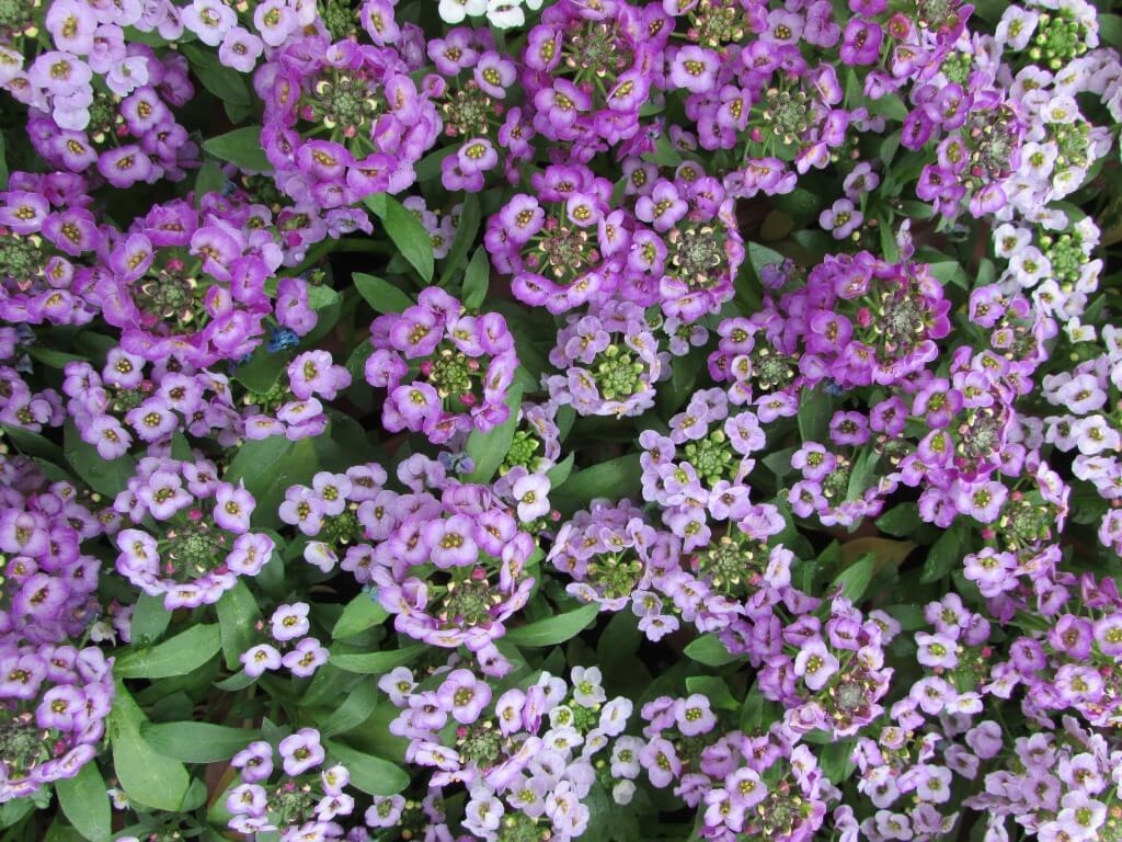 Превью изображения