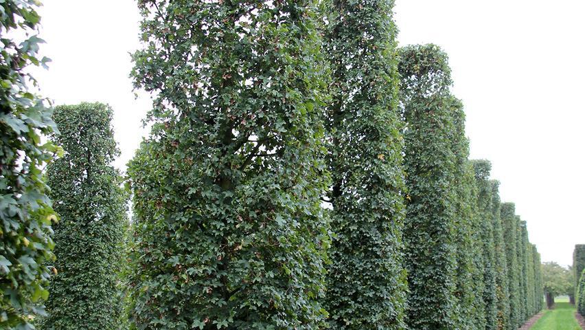 Превью изображения