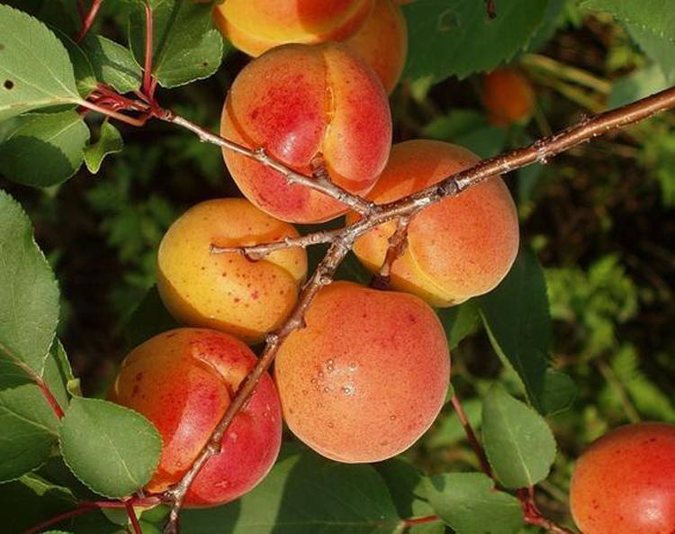 Превью изображения