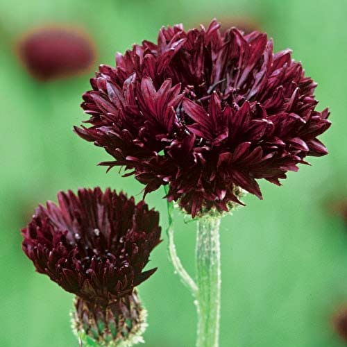 Превью изображения