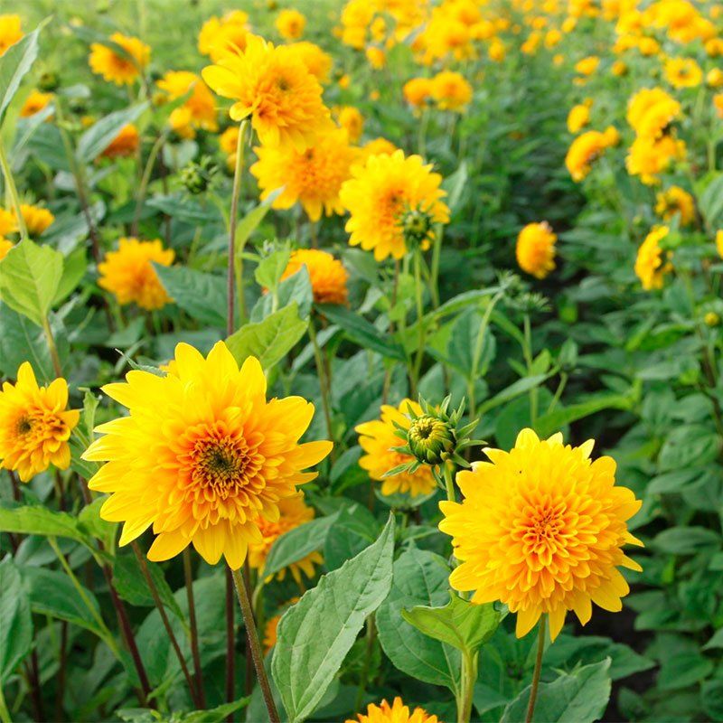 Превью изображения