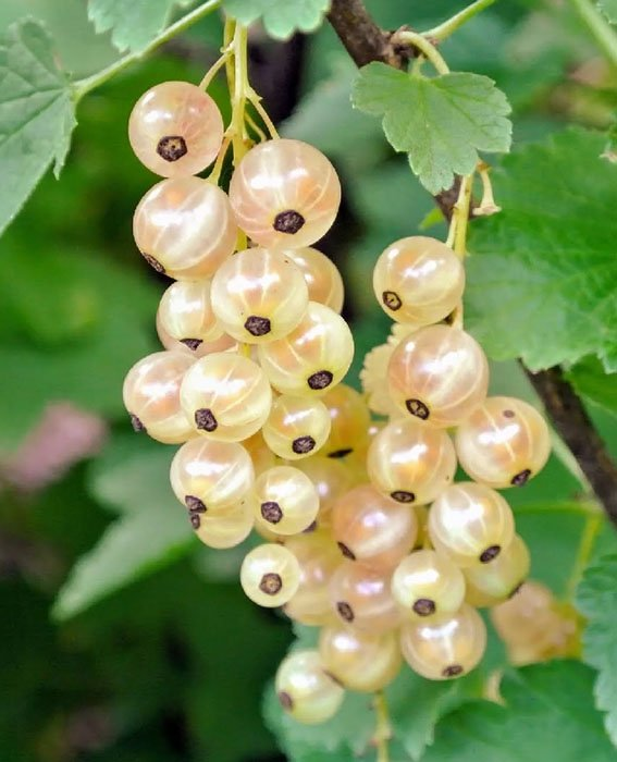 Превью изображения