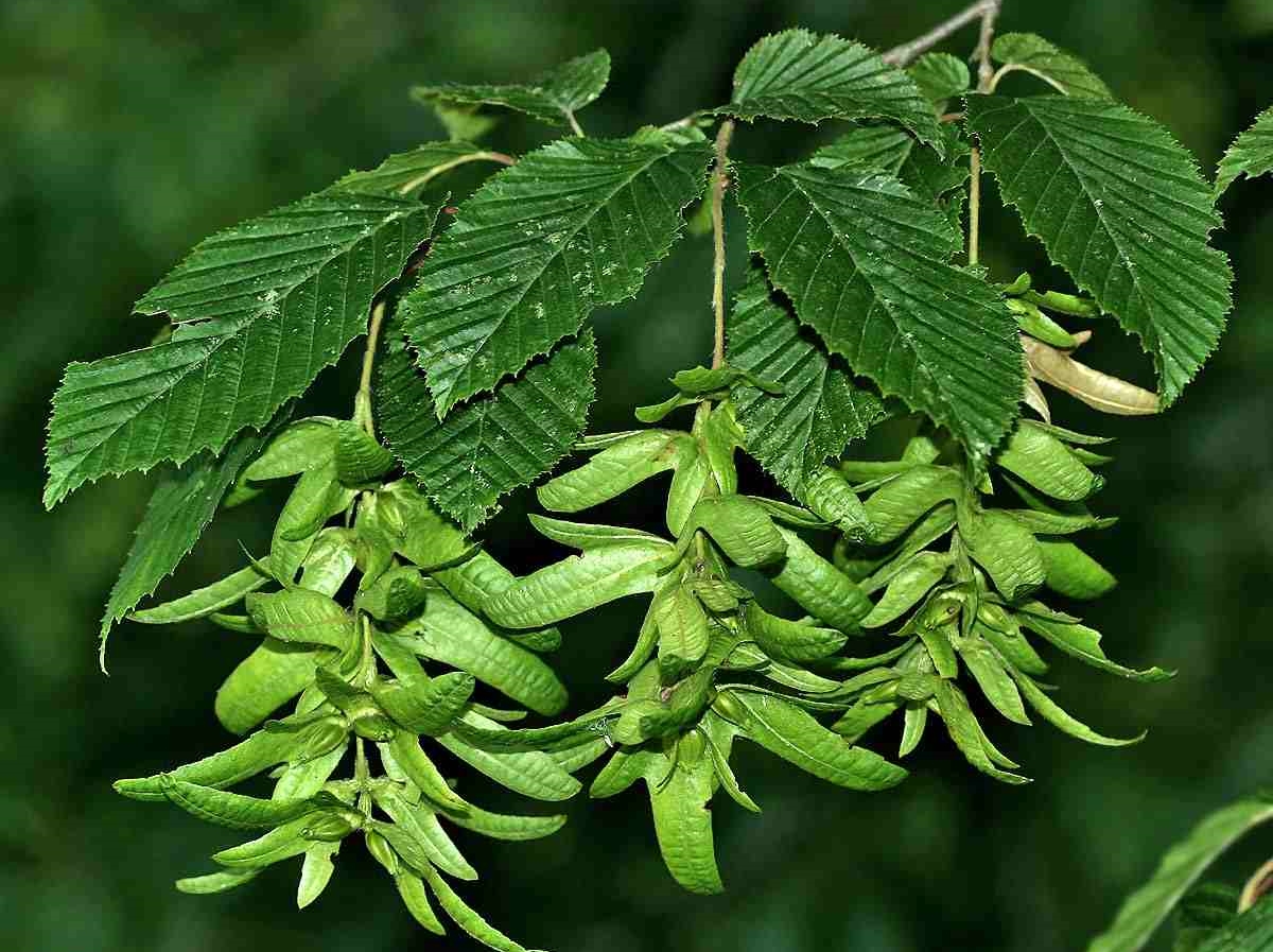 Превью изображения