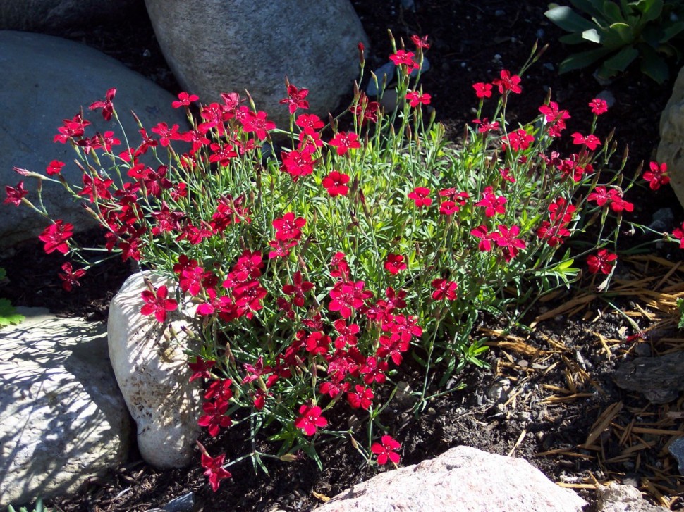 Превью изображения