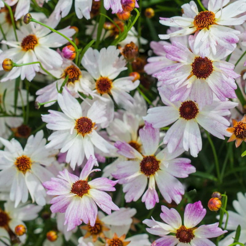 Превью изображения