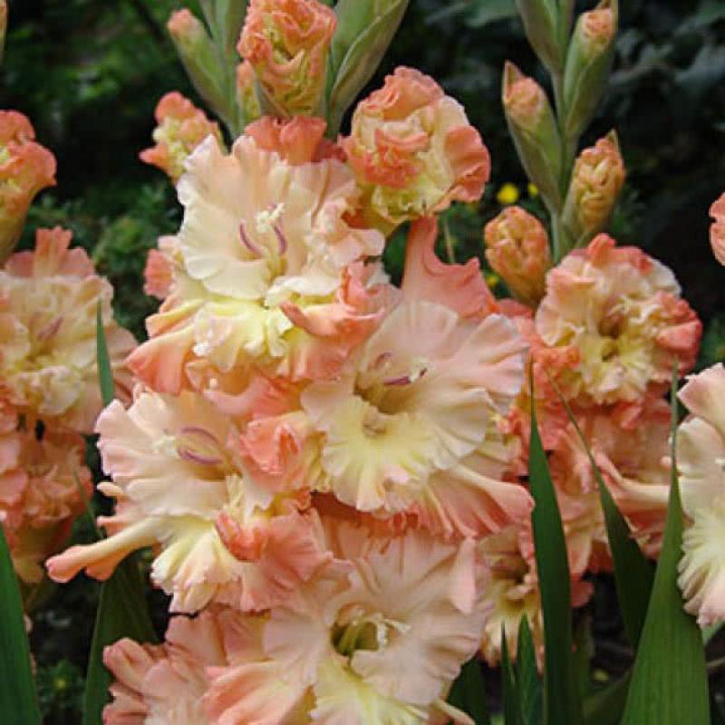 Превью изображения