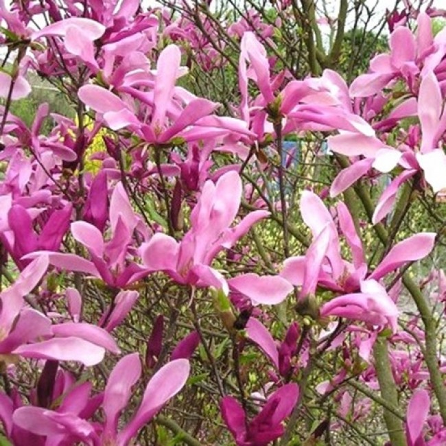 Превью изображения