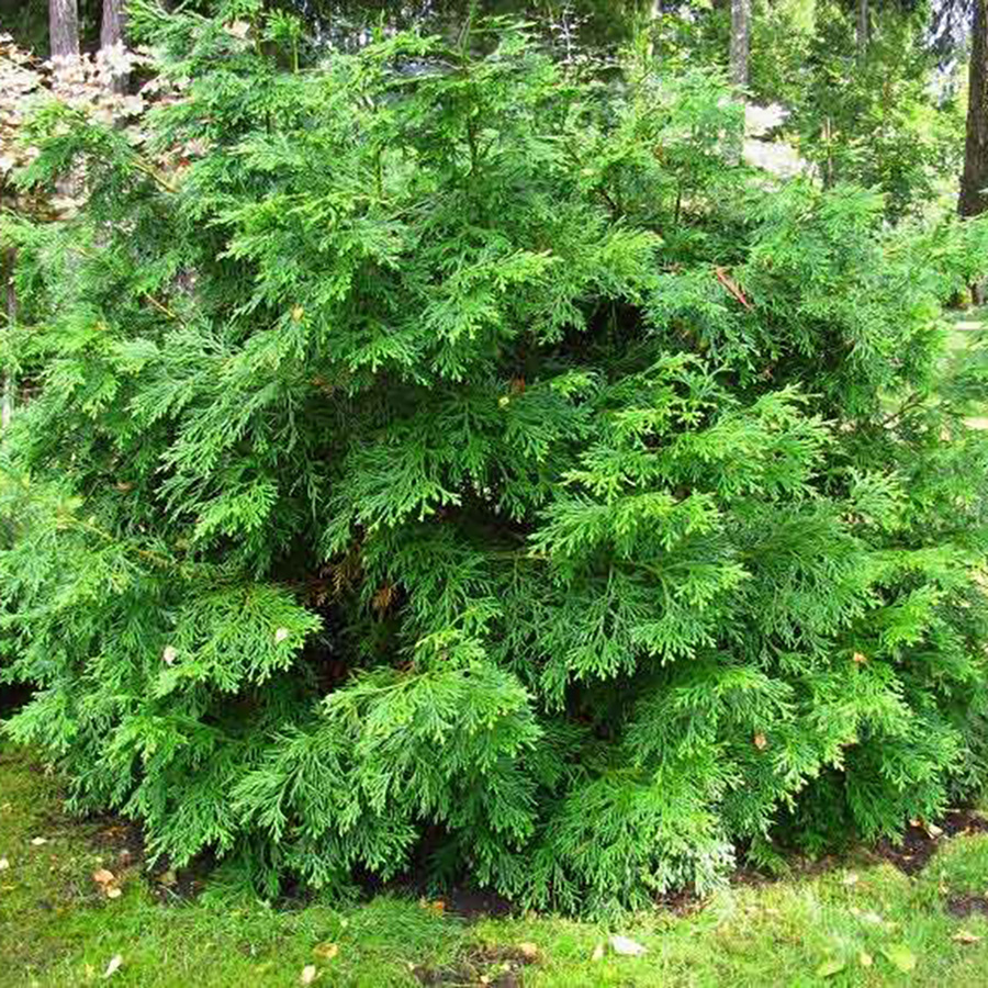 Превью изображения