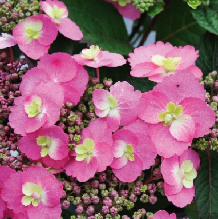 Превью изображения