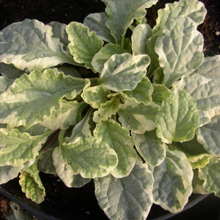 Превью изображения