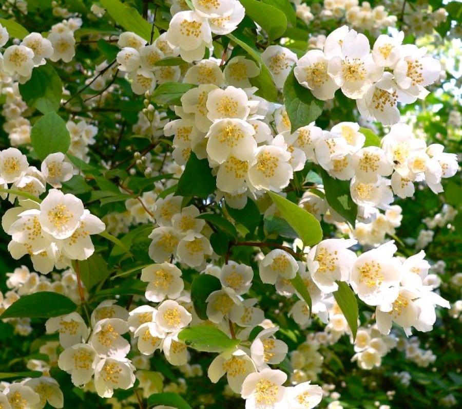 Превью изображения