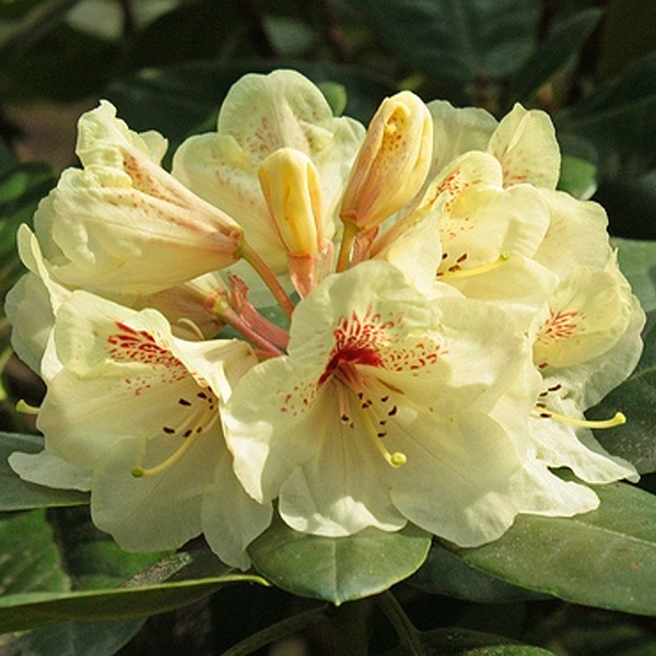 Превью изображения