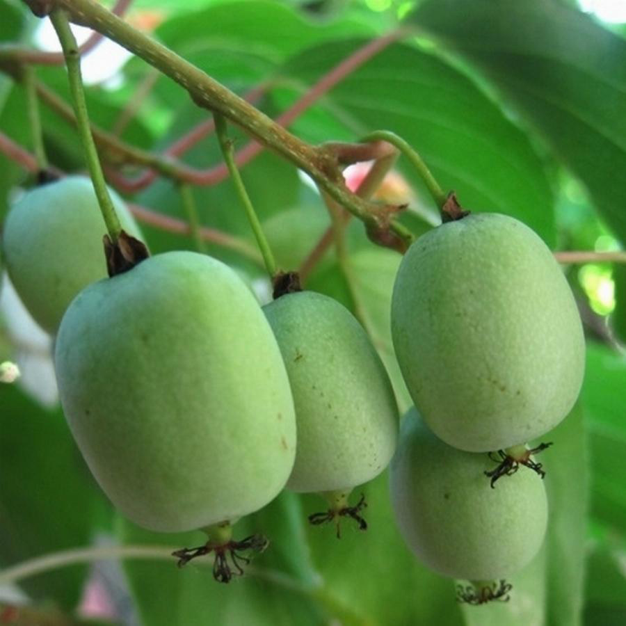 Превью изображения