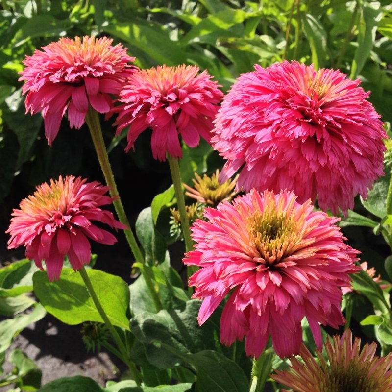 Превью изображения